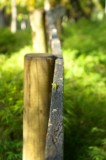 SONY DSC
